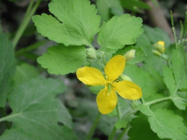 Masca cosmetica din plante medicinale